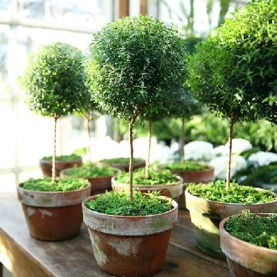 cây cảnh đẹp, cây cảnh để bàn, ô nhiễm không khí